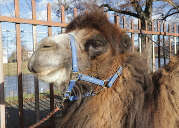 Charitní sbírku zahájí v Uherském Hradišti tříkrálový průvod s velbloudem 